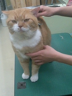 短毛猫のシャンプー