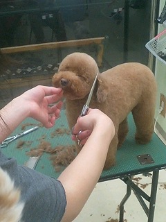 プードルのカット