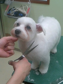 マルチーズのカット